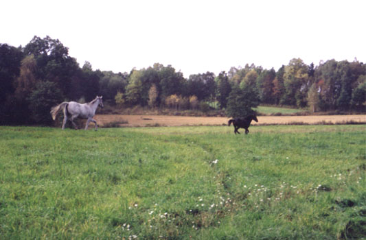 View from one of the paddocks of the Baependi Stud